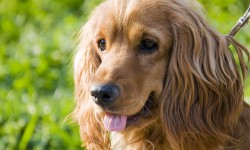 Suspendisse arcu nisl